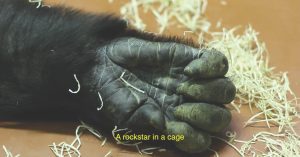 gorilla-milkin-ortaya-cikardigi-gercek-delilik-1pUC7Nv5.jpg